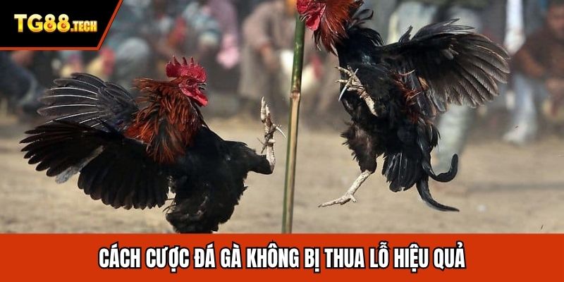 Cách cược đá gà không bị thua lỗ hiệu quả