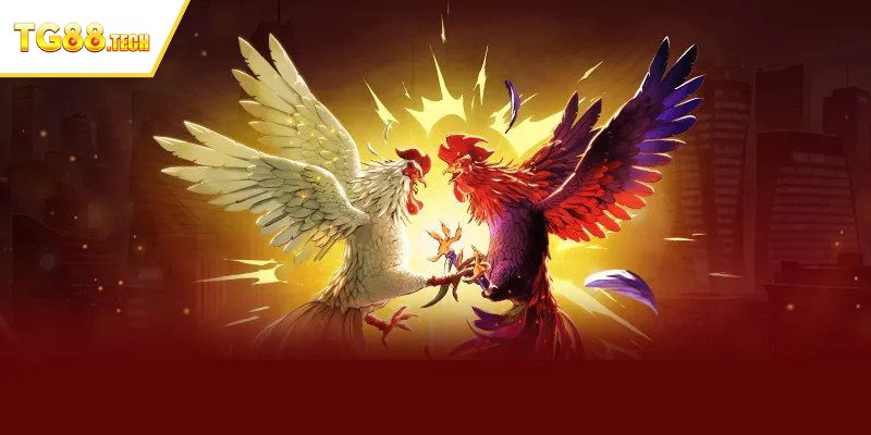 Giới thiệu về chuyên mục đá gà online tại TG88