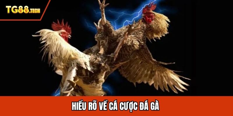 Hiểu rõ về cá cược đá gà 