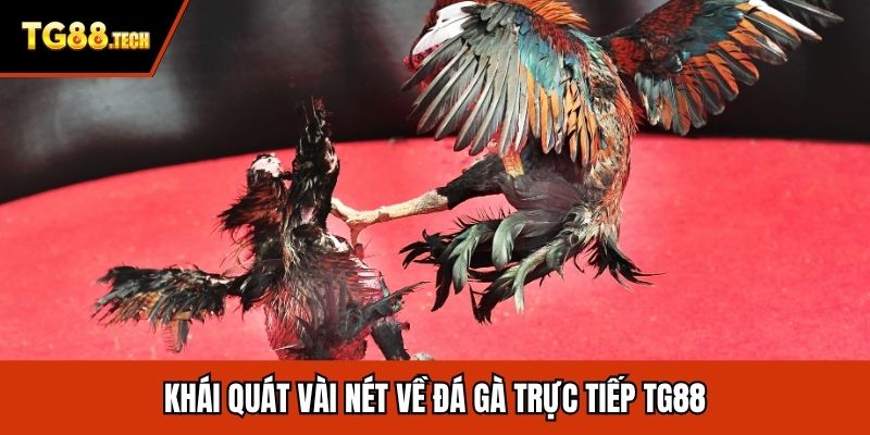 Khái quát vài nét về đá gà trực tiếp TG88