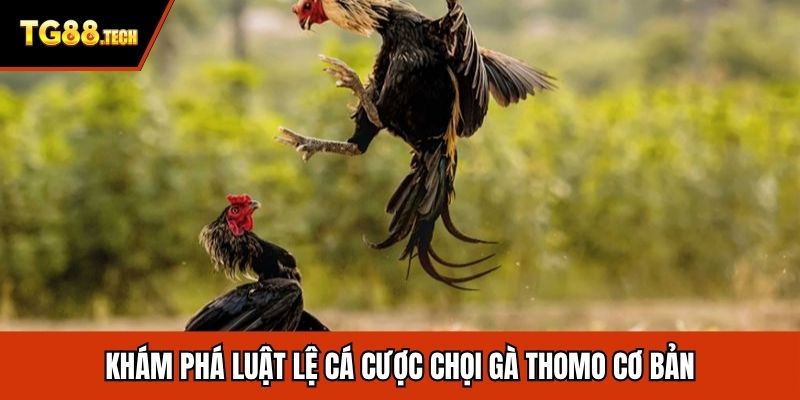 Khám phá luật lệ cá cược chọi gà Thomo cơ bản