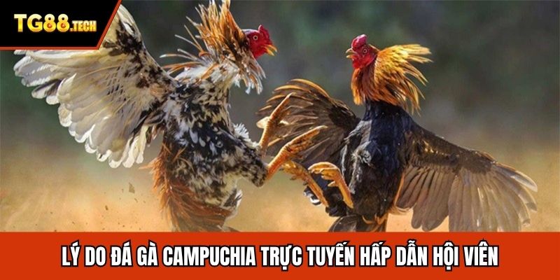 Lý do đá gà Campuchia trực tuyến hấp dẫn hội viên