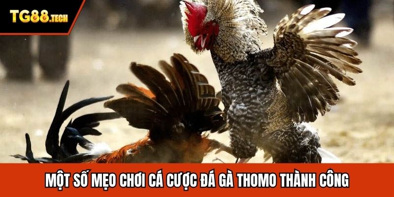 Một số mẹo chơi cá cược đá gà Thomo thành công