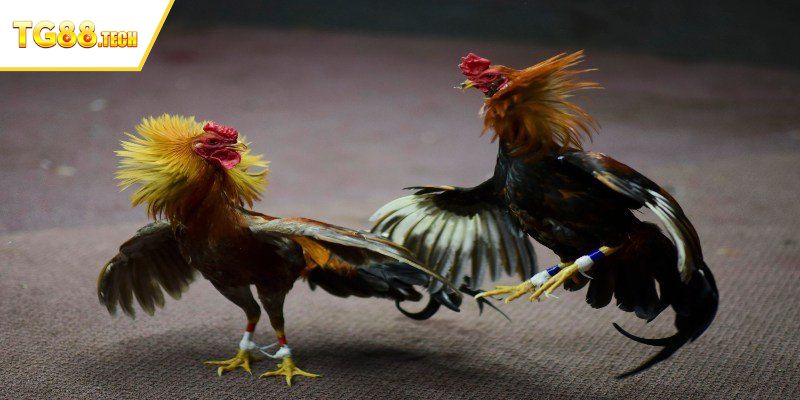 Những sảnh đá gà TG88 nên trải nghiệm khi tham gia