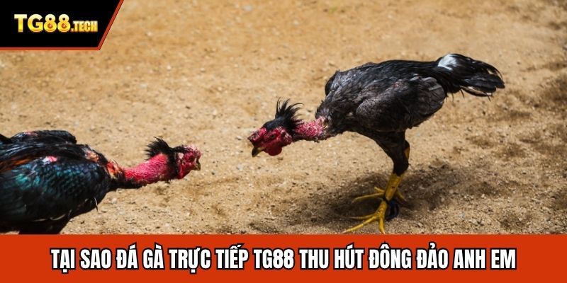 Tại sao đá gà trực tiếp TG88 thu hút đông đảo anh em