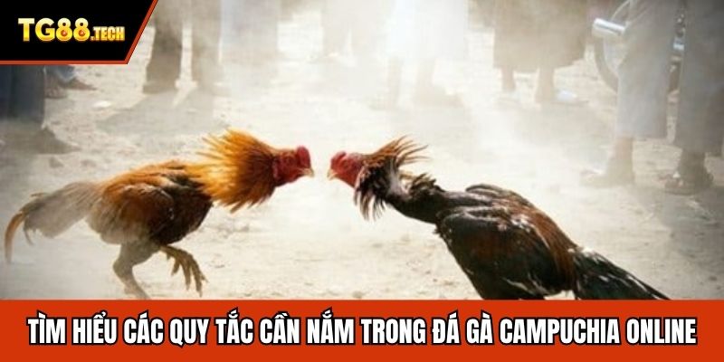 Tìm hiểu các quy tắc cần nắm trong đá gà Campuchia online