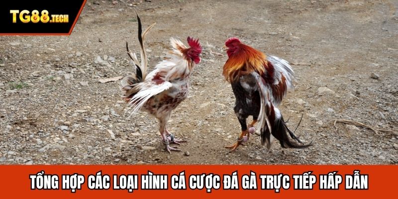 Tổng hợp các loại hình cá cược đá gà trực tiếp hấp dẫn