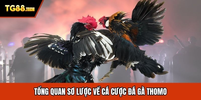 Tổng quan sơ lược về cá cược đá gà Thomo
