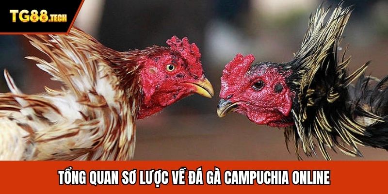 Tổng quan sơ lược về đá gà Campuchia online