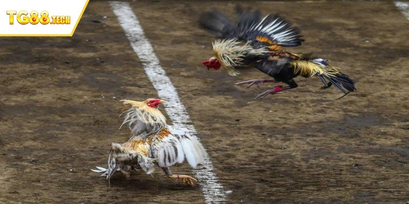 Ưu điểm của trang đá gà trực tuyến tại trang TG88